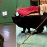 WhatsApp Bild 2025-10-30 um 16.05.59_b2007746