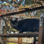 WhatsApp Bild 2025-10-30 um 16.19.38_fea1c48b